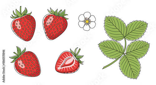 A beautiful set of hand-drawn strawberry illustrations including whole fruit a slice a flower and leaves isolated on a white background.