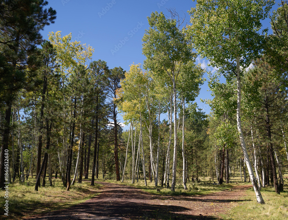 Obraz premium Sunlit Dirt Road Through Aspen and Pine Forest