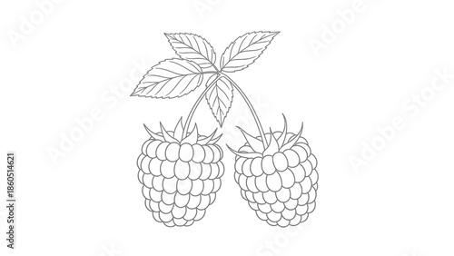 Black and white illustration of two raspberries with leaves on a stem