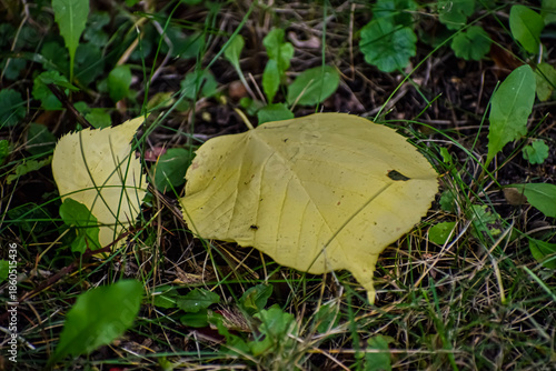 Canvastavla Fallen yellow leaves rest on the forest floor amidst green grass and soil