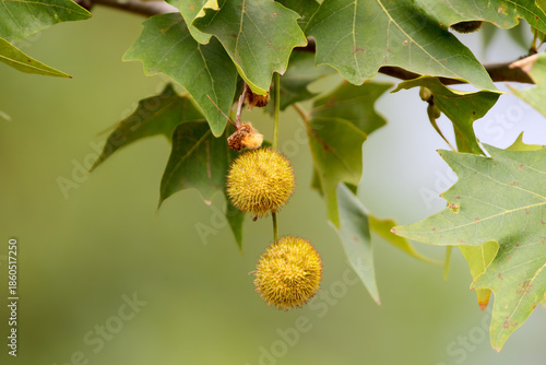 A close-up of London plane spherical fruits against a blurred background