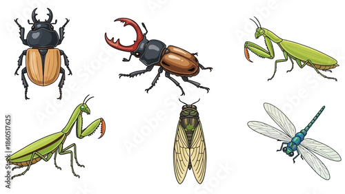 Diverse insect collection featuring beetles, mantises, cicadas and a dragonfly drawing style