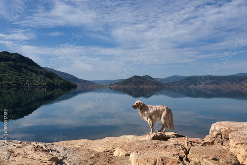 English Setter dog orange belton standing at the shore of Lake Salagou in France