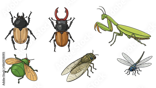 Illustration showcasing diverse insect species including beetles, mantis, cicada and dragonfly
