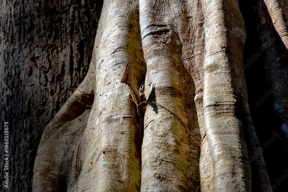 Naklejka premium The large buttressed trunk of a banyan tree in the park, Strangler fig is the common name for a number of tropical and subtropical plant species in the genus Ficus, Wood texture, Natural background.