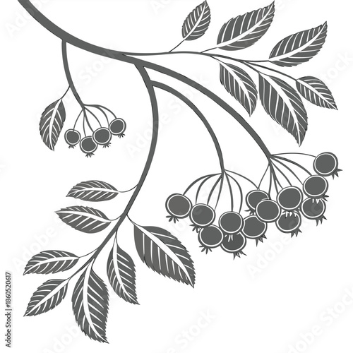 Gray Stylized Branch with Berries and Leaves on White Background vector illustration