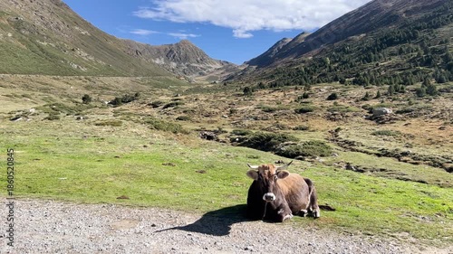 Domestic cattle with horns sitting on a green pasture in a beautiful mountain landscape