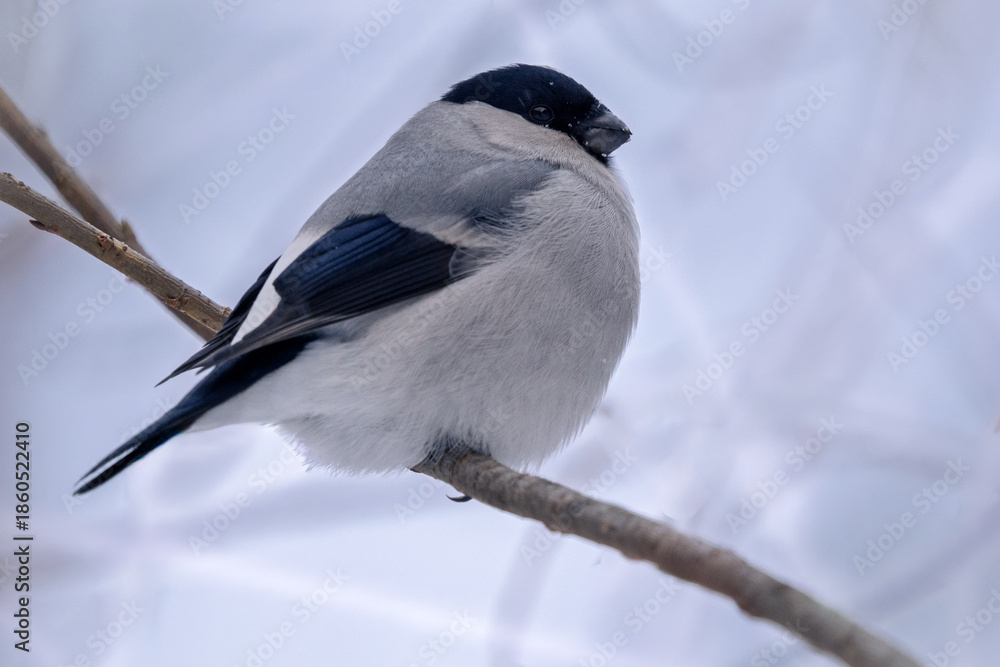 Obraz premium Baikal bullfinch perched on a tree trunk