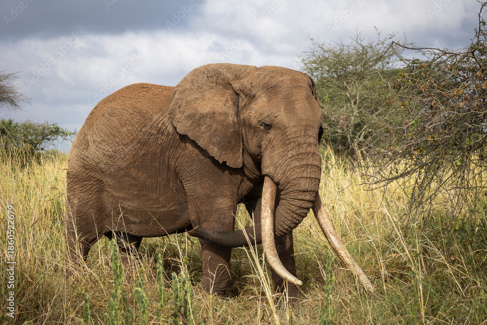 Fototapeta premium Elephant (Loxodonta africana) with very large tusks in Selenkay Conservancy, Kenya