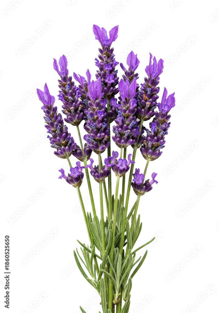 Obraz premium Extreme macro photo of fresh, dewy english lavender spikes (lavandula angustifolia), deep purple florets and green stems, isolated on transparent background, concept of natural wellness and