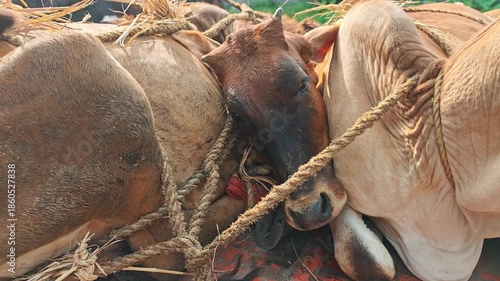 Bound cows loaded onto transport truck in India