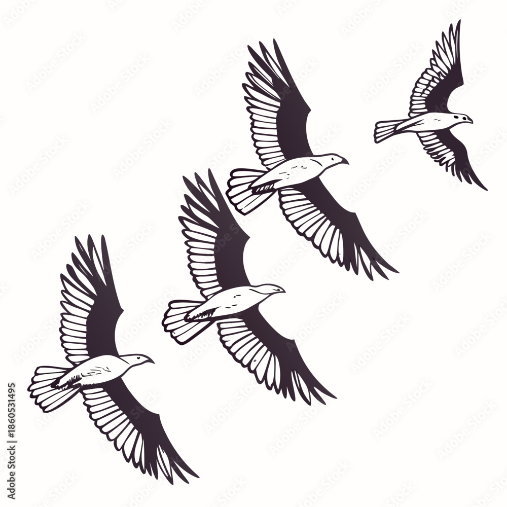 Obraz premium Black and white of four seagulls flying in formation