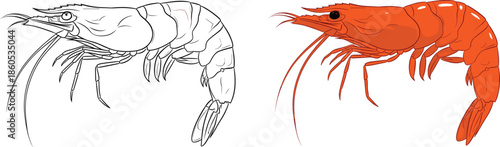 Detailed shrimp vector illustration featuring both black and white line art and colorful prawn versions for seafood restaurant menu and marine biology.