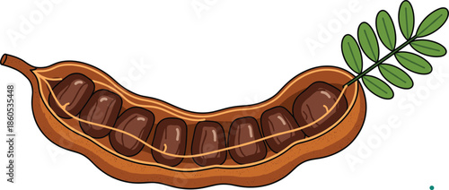 Open tamarind pod with seeds and green leaf for tropical fruit cooking organic food ingredient Asian cuisine herbal medicine and botanical vector.