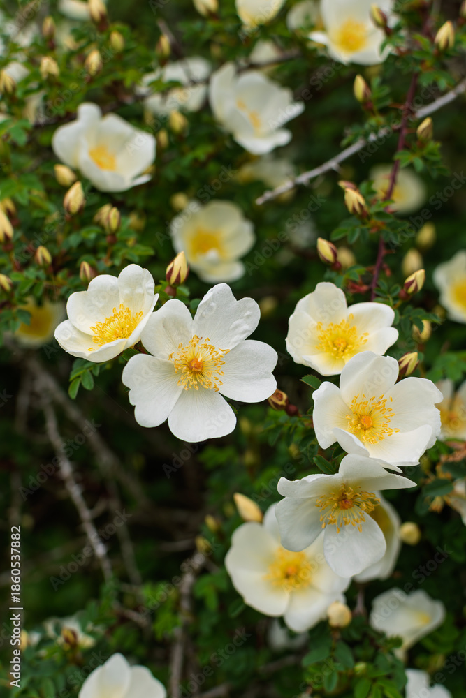 Obraz premium white flowers