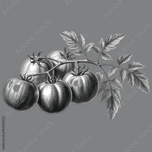 Vintage illustration of ripe tomatoes on the vine