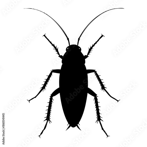 Close-up of a cockroach