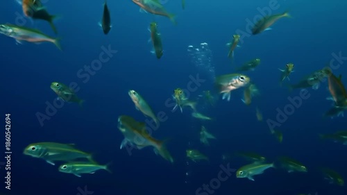 A school of small silver fish swim in the deep blue ocean with sunlight filtering through the water