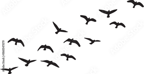 Flock of birds in flight