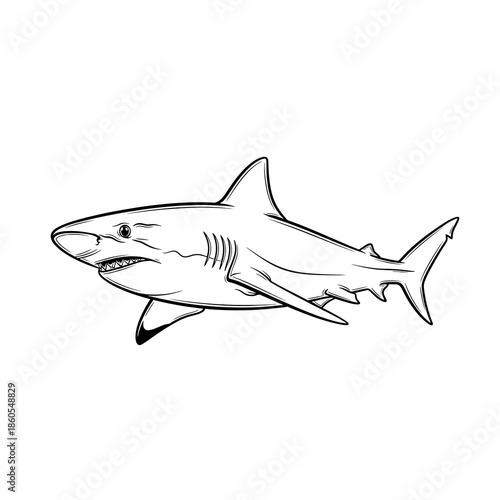 Illustrated great white shark isolated on white background, illustration