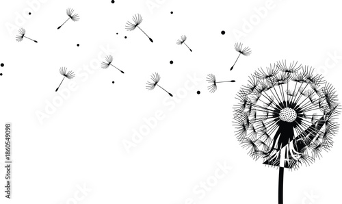 Dandelion flower blowing seeds silhouette illustration, delicate nature spring concept isolated on white background, floral freedom black vector artwork collection