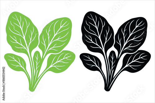 vector illustration of a Spinach