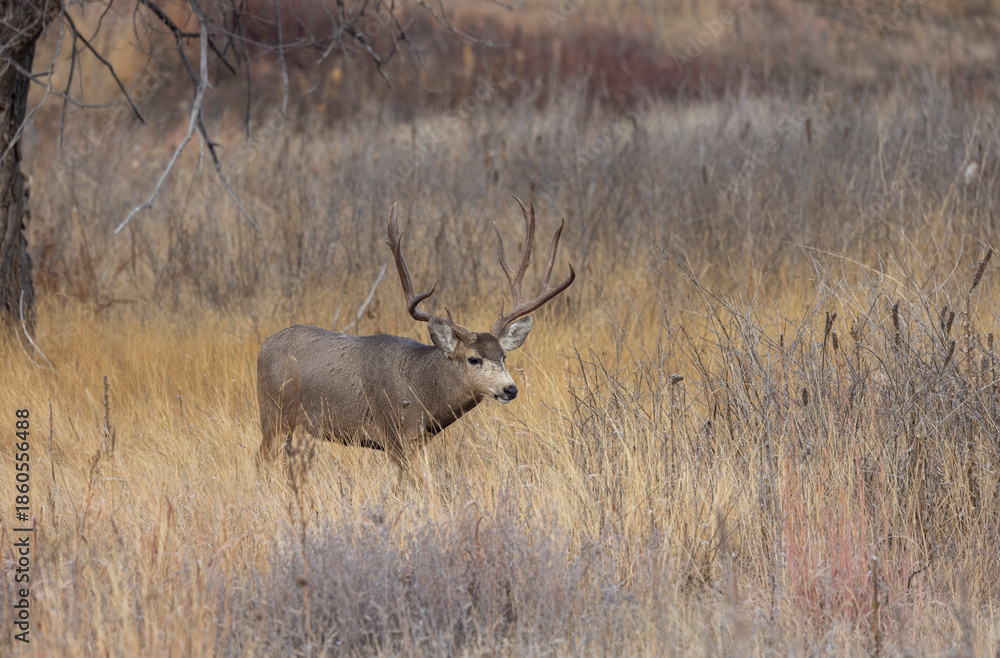 Fototapeta premium Buck Mule Deer During the Rut in Autumn in Colorado