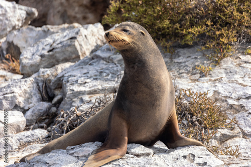 A Galápagos sea lion basking in the sun on a beach of Bartolome Island (Zalophus wollebaeki)