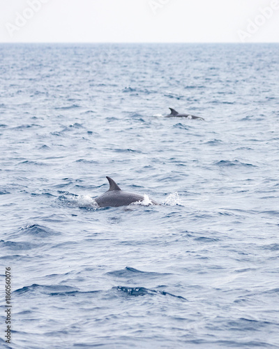 Obraz na płótnie Dolphins porpoising while swimming next to a tour boat in the Galapagos Islands