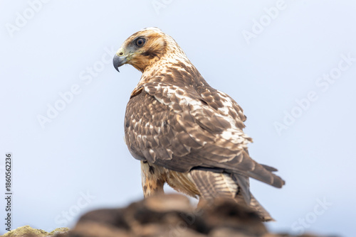 Wallpaper Mural An endemic Galapagos hawk perched at the summit of Bartolomé Island in the Galapagos archipelago off the coast of Ecuador (Buteo galapagoensis) Torontodigital.ca
