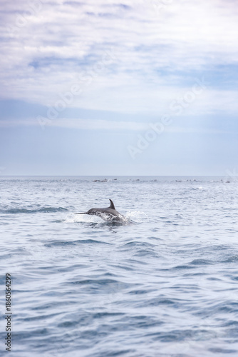 Dolphins porpoising while swimming next to a tour boat in the Galapagos Islands - Ecuador