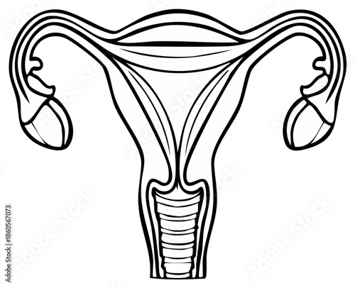 Illustration of the Female Reproductive System Anatomical Outline Uterus Fallopian Tubes and Ovaries Black and White Medical Diagram