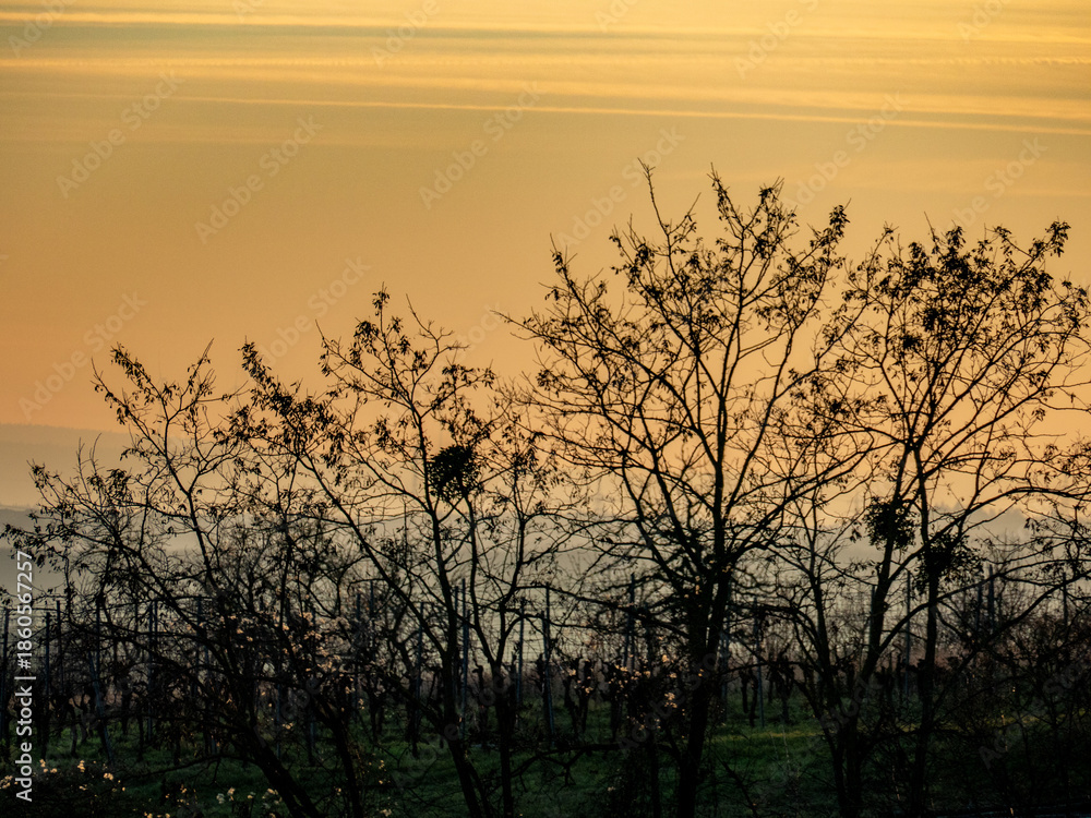 Fototapeta premium Misteln auf einem kahlen Baum bei Sonnenuntergang im Winter