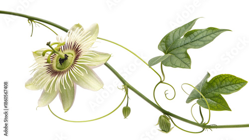 Creeping flower dutchman pipe on transparent background