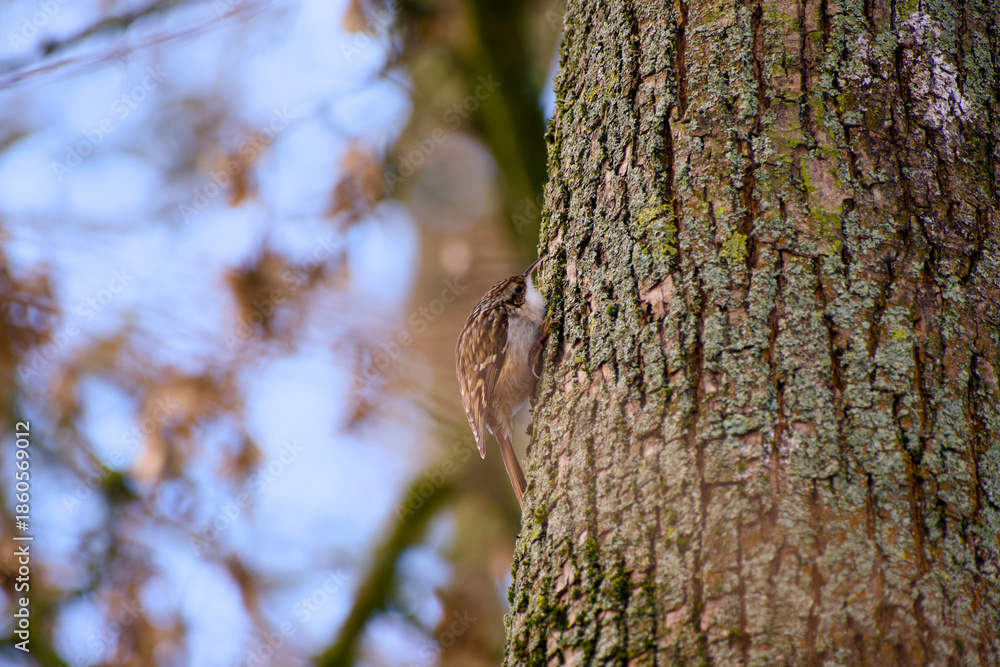 Obraz premium Eurasian treecreeper clinging to tree trunk while foraging