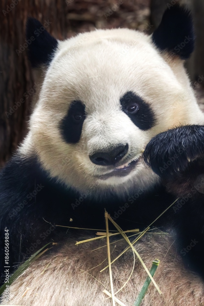 Fototapeta premium Close-up of a Giant Panda Eating Bamboo in Chengdu China