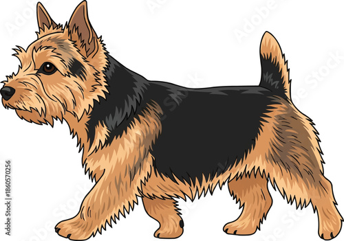 Norwich Terrier dog relaxed walking trotting gait side view