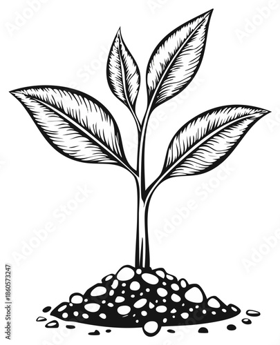 Ink drawing of a young plant growing from soil, illustrating new life.