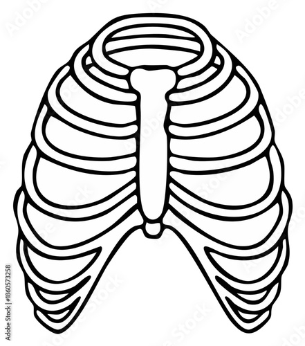 Human Rib Cage Anatomy Outline Illustration Medical Science and Healthcare Concept