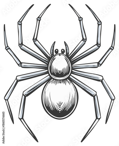 Illustration of a spider with detailed line art and shading.