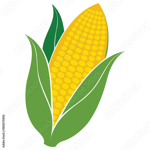 CORN COB WITH HUSK PARTIALLY PEELED REVEALING GOLDEN KERNELS FOR FARMERS MARKET GRAPHICS HARVEST SEASON DESIGNS AND FRESH PRODUCE ART