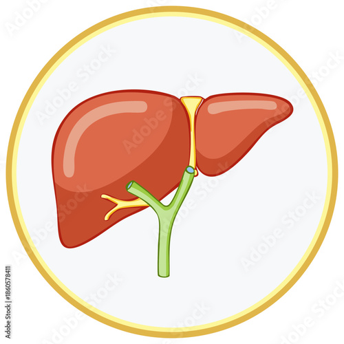 Human Liver Organ Illustration with Bile Ducts in a Circular Frame