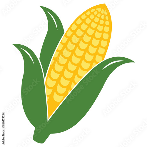 CORN COB WITH HUSK PARTIALLY PEELED REVEALING GOLDEN KERNELS FOR FARMERS MARKET GRAPHICS HARVEST SEASON DESIGNS AND FRESH PRODUCE ART