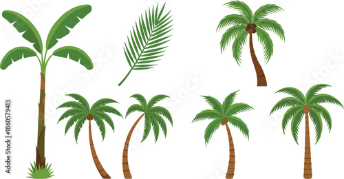 Tropical palm trees and exotic banana plant collection with green leaves and coconut silhouettes for summer beach landscape and botanical vector illustration.
