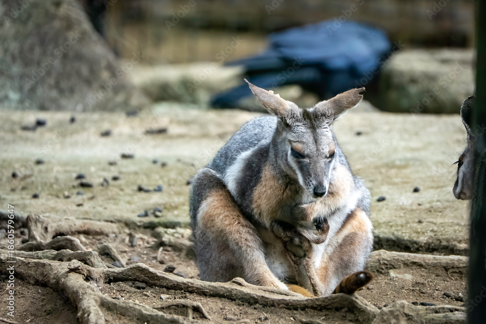Fototapeta premium 胡坐をかくワラビー