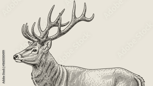  illustration of a majestic stag