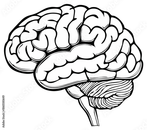 Detailed black and white illustration of human brain anatomy showing cerebrum cerebellum and brainstem