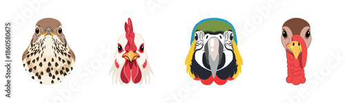 Four bird faces: falcon, chicken, macaw, turkey illustrations