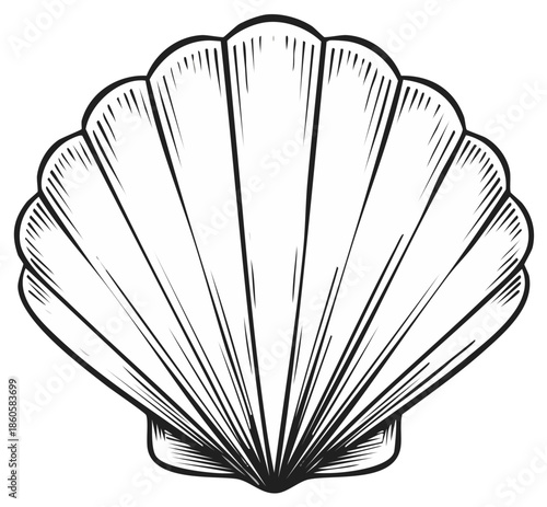 Detailed illustration of a classic seashell with radiating lines in black and white
