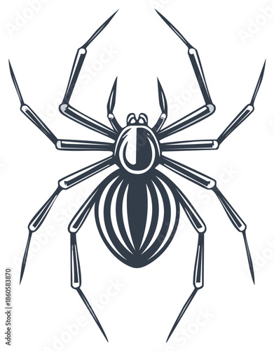 Elegant Spider Vector Illustration Dangerous Insect Isolated Anatomy Specimen